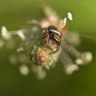 Jumping spider